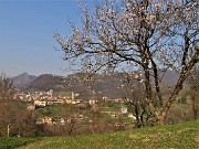 55 Da ciliegio in fiore vista su Grumello-Endenna ed oltre